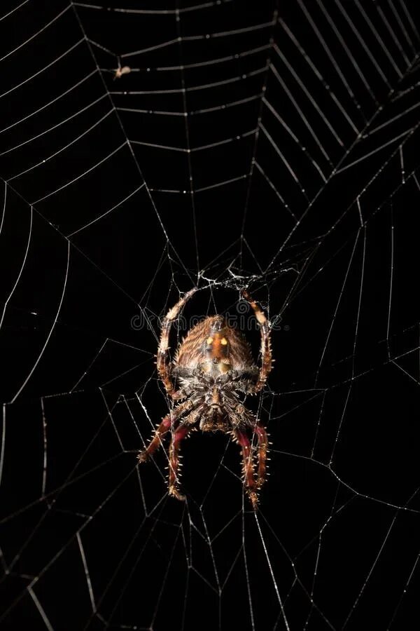 Photos: World's Biggest, Strongest Spider Webs Found Spider silk, Spider species