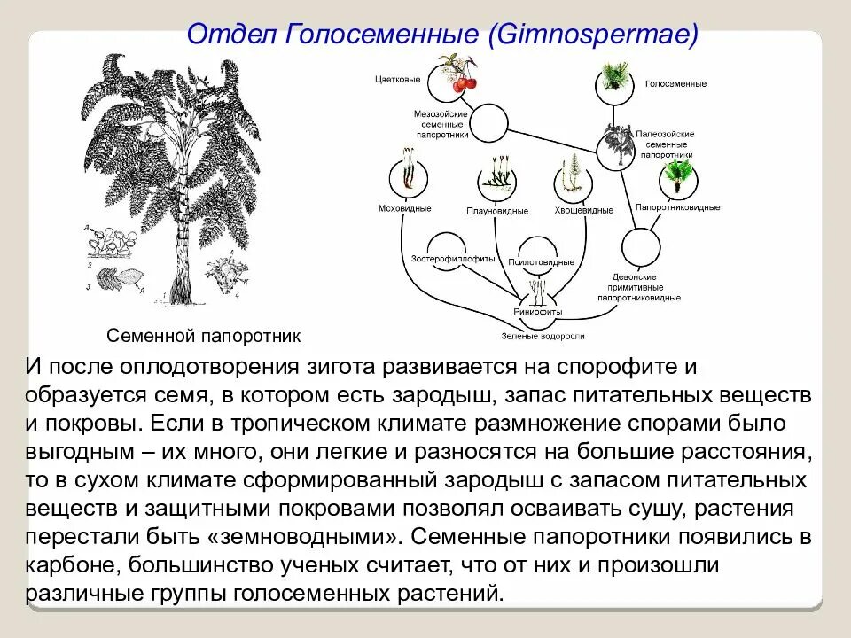 Верны ли следующие суждения о размножении голосеменных. Цикл развития голосеменных растений. Цикл развития голосеменных растений схема. Жизненныйцикл голоеменных. Циклы развития голосеменных и покрытосеменных растений.