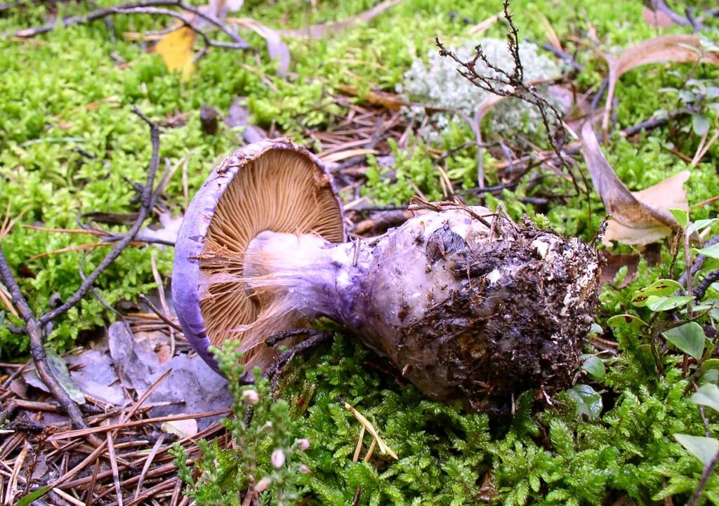 Съедобен ли паутинник. Паутинник козий. cortinarius traganus. паутинник козий гриб. паутинник лиловый cortinarius traganus.