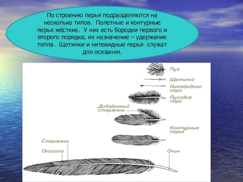 Характеристика пера птицы. Строение контурного пера. Перо строение. Контурное перо строение. Перо птицы строение.