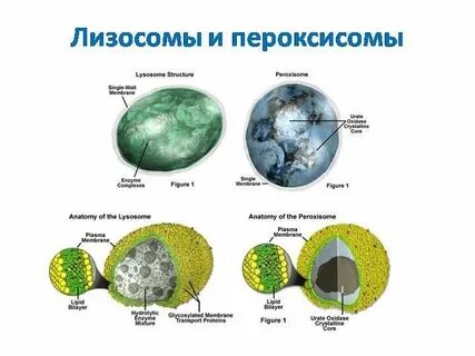 Образование лизосом и пероксисом