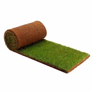 B grass