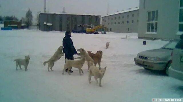 Щенок в маске медицинской. Намордник для человека. Собачка в медицинской маске. Химиотерапия в ветеринарии. Эпидемия собак.