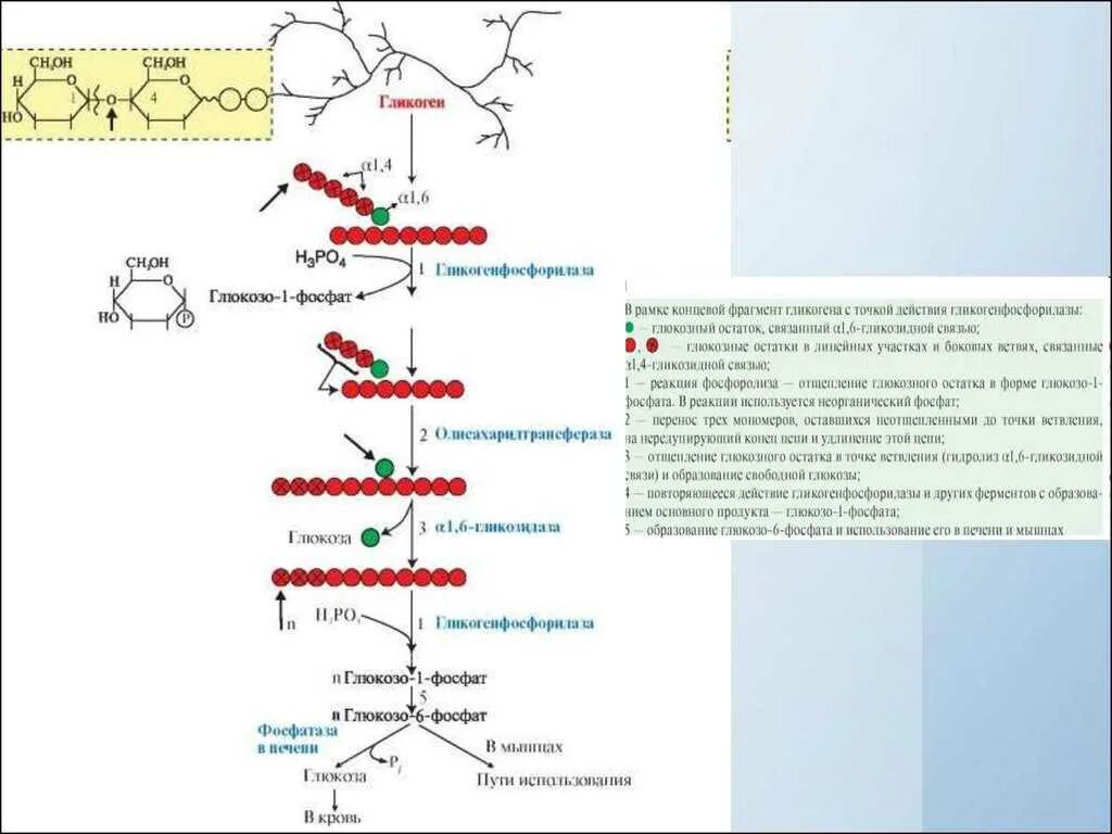 Участвует в превращении глюкозы в гликоген. Схема расщепления гликогена. Схема мобилизации гликогена. Гликогенолиз схема реакций. Схема мобилизации гликогена в печени и мышцах.