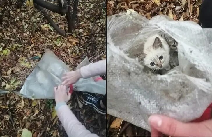 Нашли кота мертвым. Дохлая полевая собачка. Нашли кота мертвым. Нашли кота мертвым. Нашли кота мертвым.