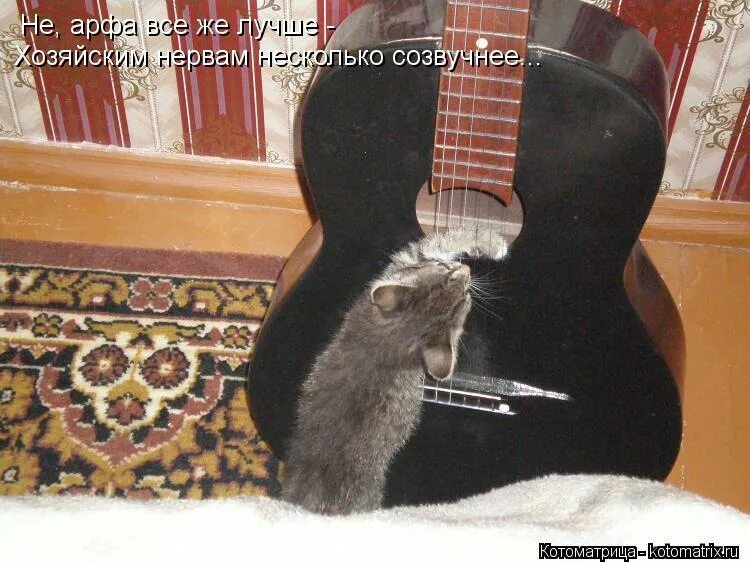 Виртуозно играю на нервах. Игра на нервах. Кошка поет. Играю на нервах приколы. Профессионально играю на нервах.