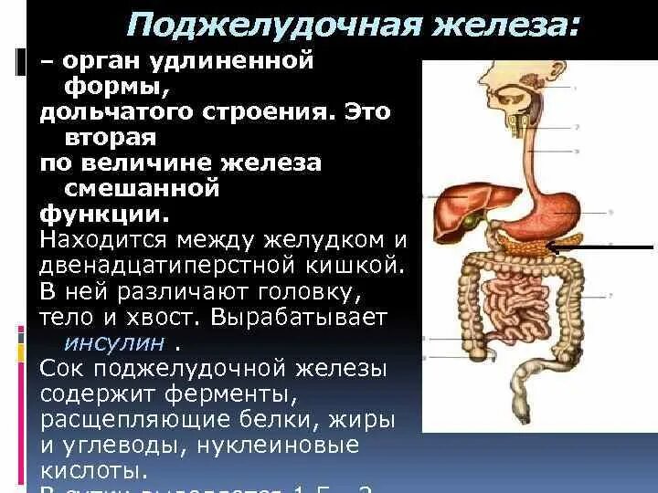 Функции пищеварительного канала и пищеварительные железы. Структура строение поджелудочной железы. Поджелудочная железа секрет железы. Железы пищеварительной системы человека анатомия. Хвост поджелудочной железы анатомия.