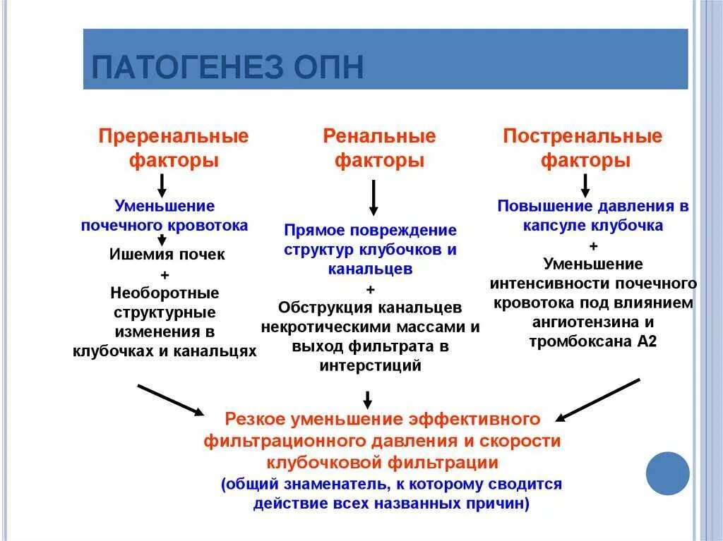 Синдром острой почечной недостаточности (ОПН. Ренальная ОПН патогенез. Патогенез ОПН схема. Патогенез острой почечной недостаточности патофизиология. Одной из причин почечной недостаточности является