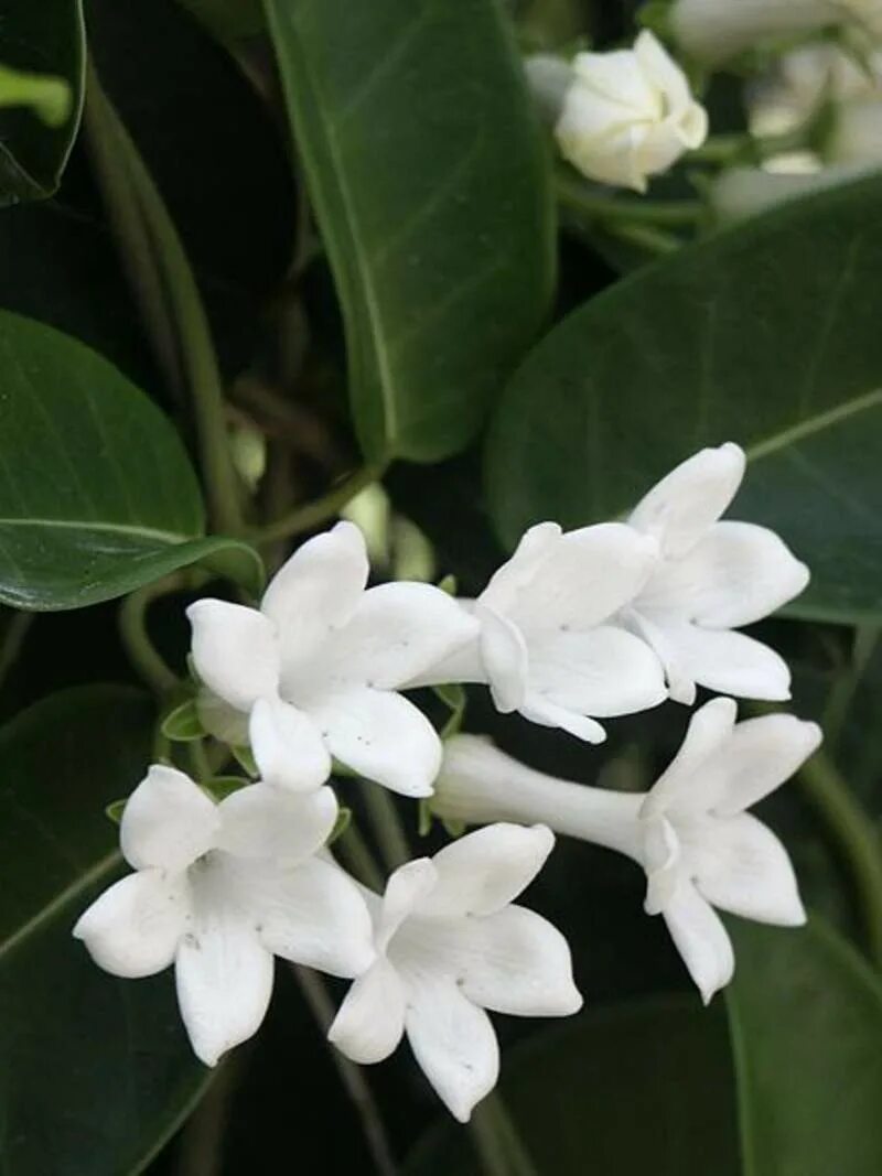 Белый цветок домашний название. Цветок Стефанотис флорибунда. Стефанотис обильноцветущий.