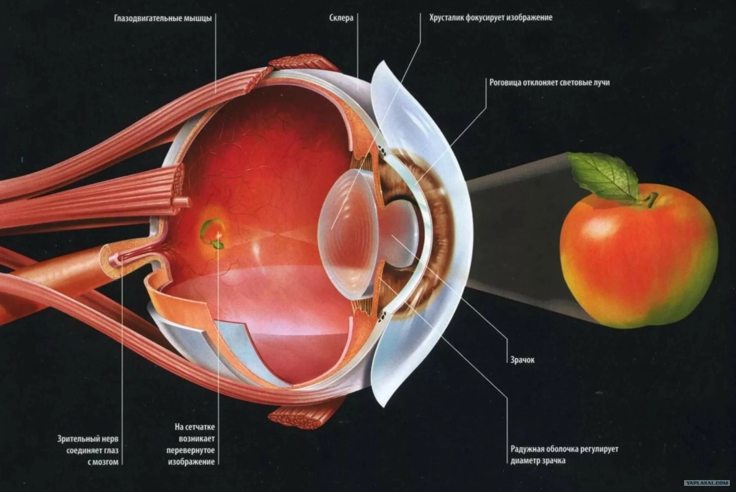 Что видит какой то предмет. Как устроен хрусталик глаза человека. Строение хрусталика и сетчатки глаза. Чтроениеглаз человека. Структура глаза.