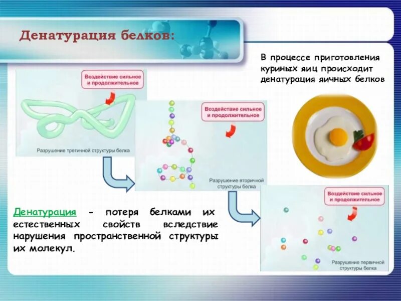 Что делают структурные белки. Денатурация и ренатурация белков. Структура белка денатурация. Денатурация белка. Процесс денатурации белков.