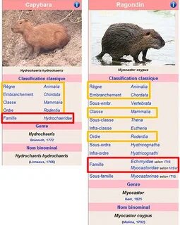 Систематика капибары