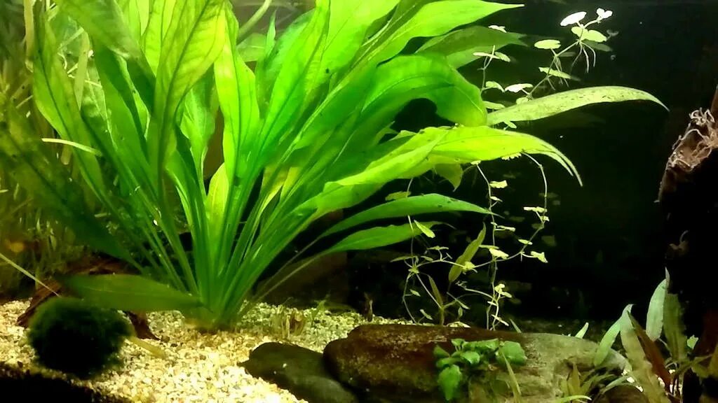 эхинодорус амазонка, куст. эхинодорус амазонский аквариумное. эхинодорус амазонка. эхинодорус амазонский (echinodorus amazonicus). эхинодорус амазония.