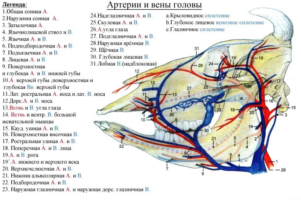 Артерии шеи и головы крупного рогатого скота. Лицевая артерия КРС. Артерии и вены головы КРС. Наружная челюстная артерия лошади.