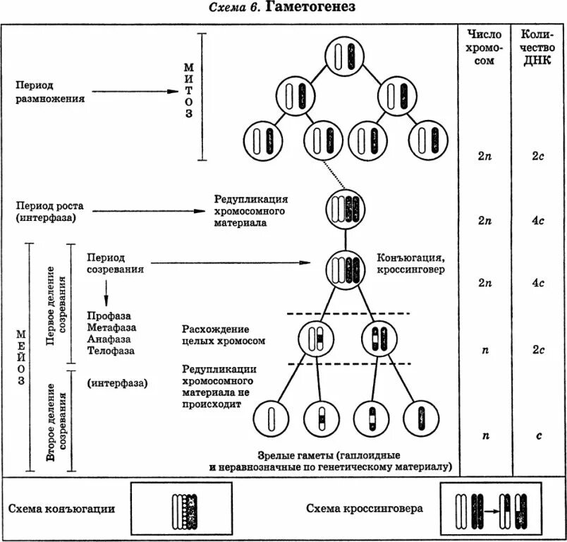 Схема гаметогенеза у животных. Образование половых клеток гаметогенез таблица. Стадии гаметогенеза таблица. Схема гаметогенеза таблица.