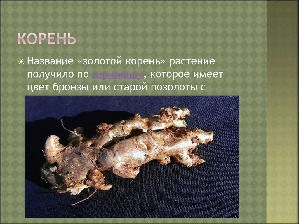 Непонятным корень. Золотой корень. золото корень. золотой корень название. рассказ про золотой корень.