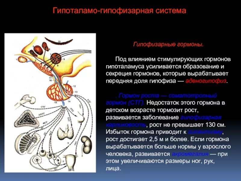 Физиологические эффекты гормонов гипоталамуса. Либерины и статины гипоталамуса. Гормоны гипоталамуса таблица. Статины либерины гипофиза. Биологическая роль.