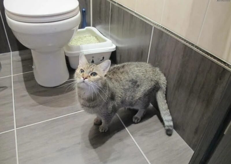 Почему кот ходит мимо. Котенок какает. котенок какает в лоток. кот мимо лотка. кот ходит мимо лотка.
