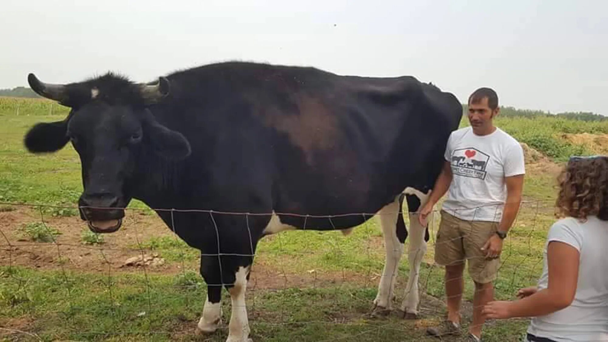 Самый большой бык в мире Гаур. Огромная корова. Гигантская корова. Корова рядом с человеком.