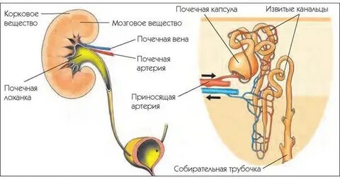 Трубочки почки