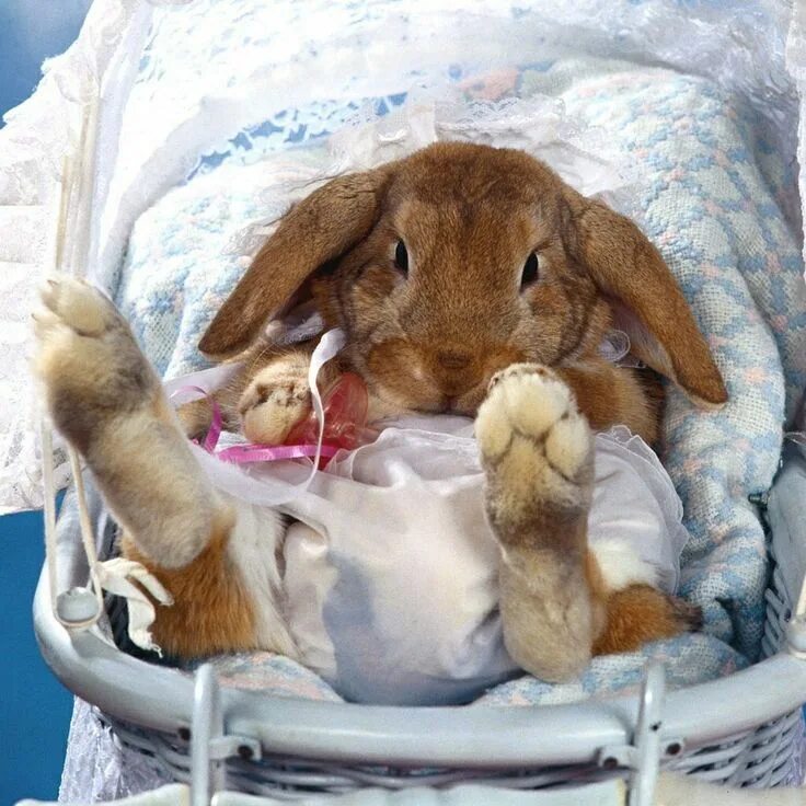 Женщина родила кроликов. Сонный заяц. Спящие зайчики. Спящий Зайка.