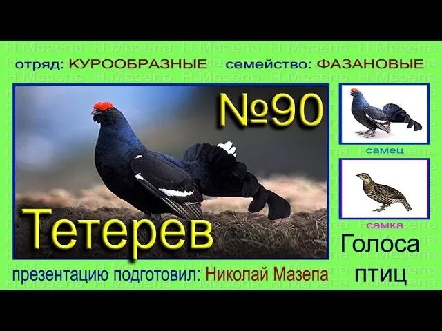 Тетерев голос. Тетерев звук птицы. Голоса птиц. Тетерев птица голос.