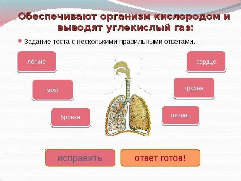 Насыщенные легких кислородом. Обеспечение организма кислородом. Обеспечивает организм кислородом и выводят углекислый. Путешествие кислорода по организму человека. Как обеспечить организм.