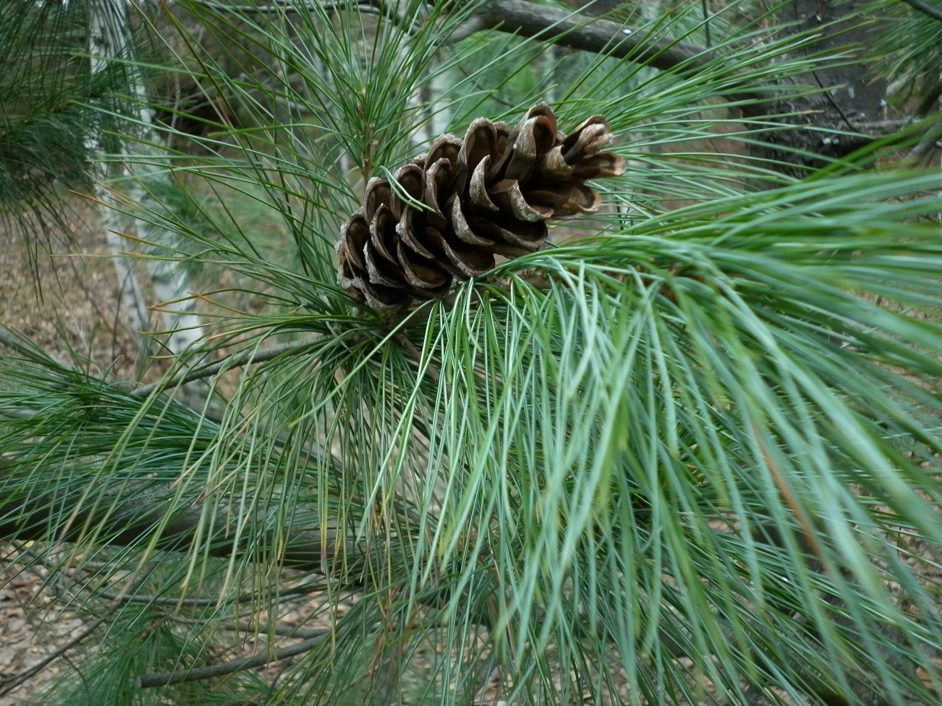 Хвойные воронеж. Сосна Веймутова (Pínus stróbus). Сосна Веймутова шишки. Pinus strobus шишки. Сосна Веймутова Пинус стробус.