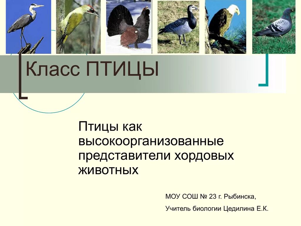 Характеристика класса птицы 7 класс биология. Пищеварительная система птиц. Птицы по биологии. Класс птицы строение. Общая характеристика птиц 7 класс.