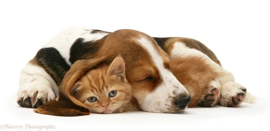 Кошки и собаки. Собака и кошка вместе. Щенок и котенок. Кошка хороший друг