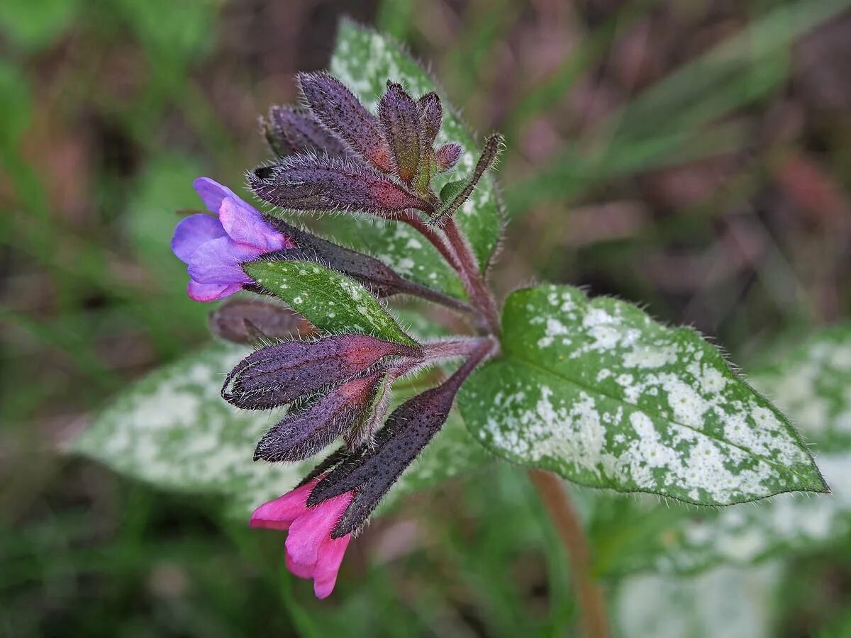 Медуница лекарственная для чего. Pulmonaria officinalis. медуница сахарная. медуница лекарственная (pulmonaria officinalis). медуница соцветие.