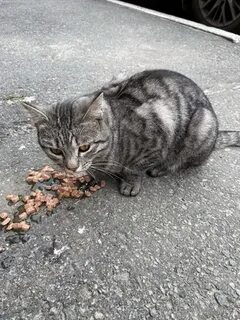 Подобрать котенка с улицы примета