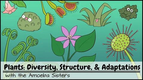 Plant diversity