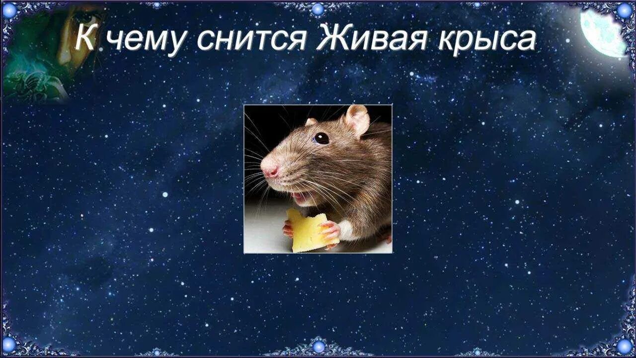 К чему снятся крысы. Ловить крыс во сне к чему снится. К чему снятся крысы. К чему снятся крысы. К чему снится снятся крысы.