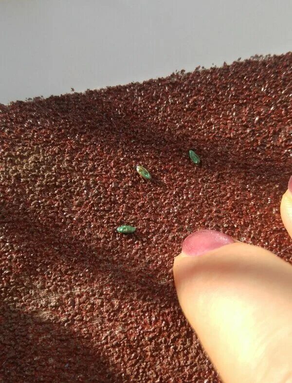 Механическая скарификация семян. Химическая стратификация семян. Стратификация и скарификация. Механическая скарификация семян. Скарификация семян.