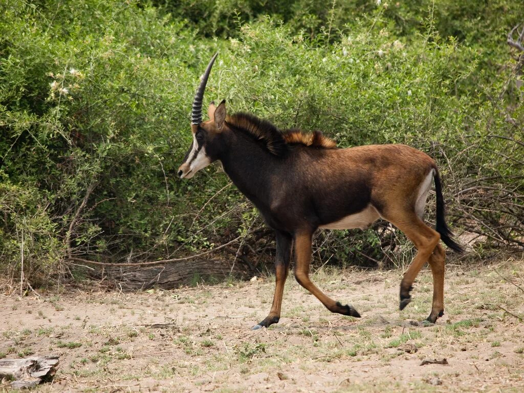 Саблерогая антилопа из африки. Черная саблерогая антилопа. Сейбл антилопа. Голубая Лошадиная антилопа. Черная антилопа Сейбл.