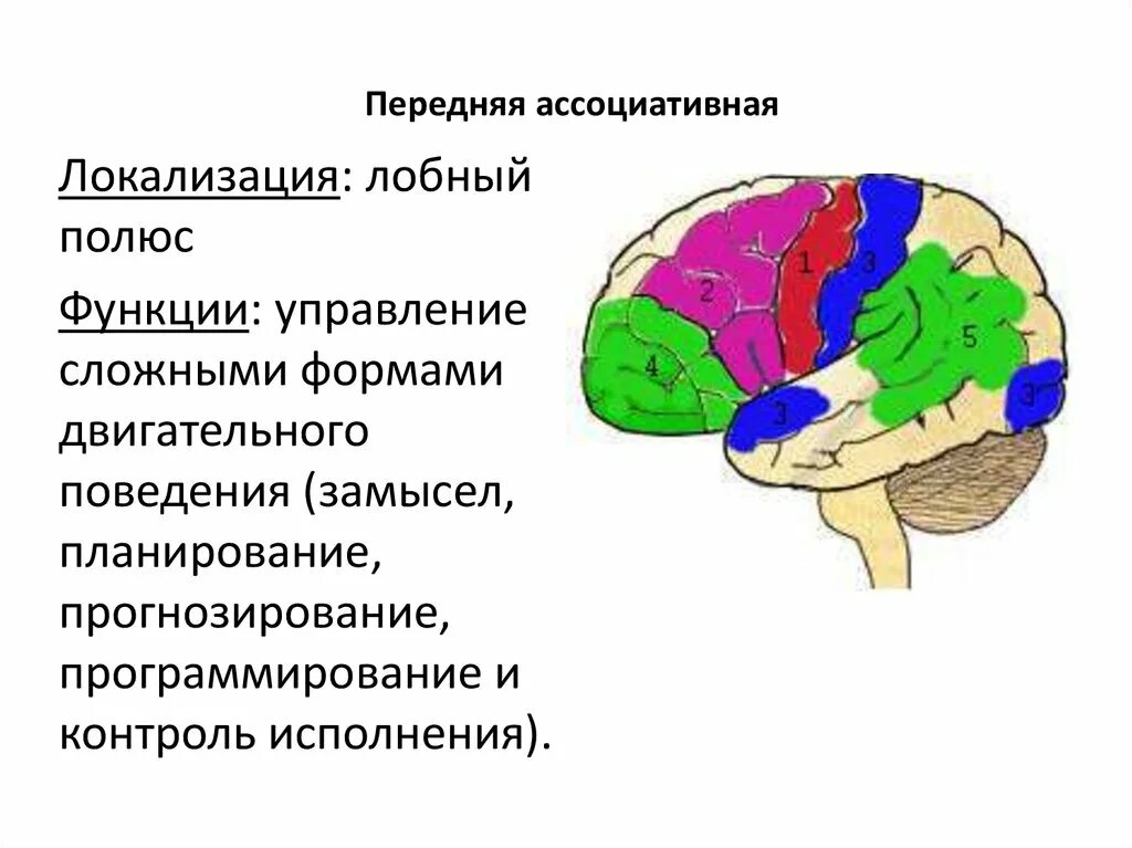 Лобный полюс. Ассоциативная лобная. Лобная локализация. Ассоциативные области в лобных долях.