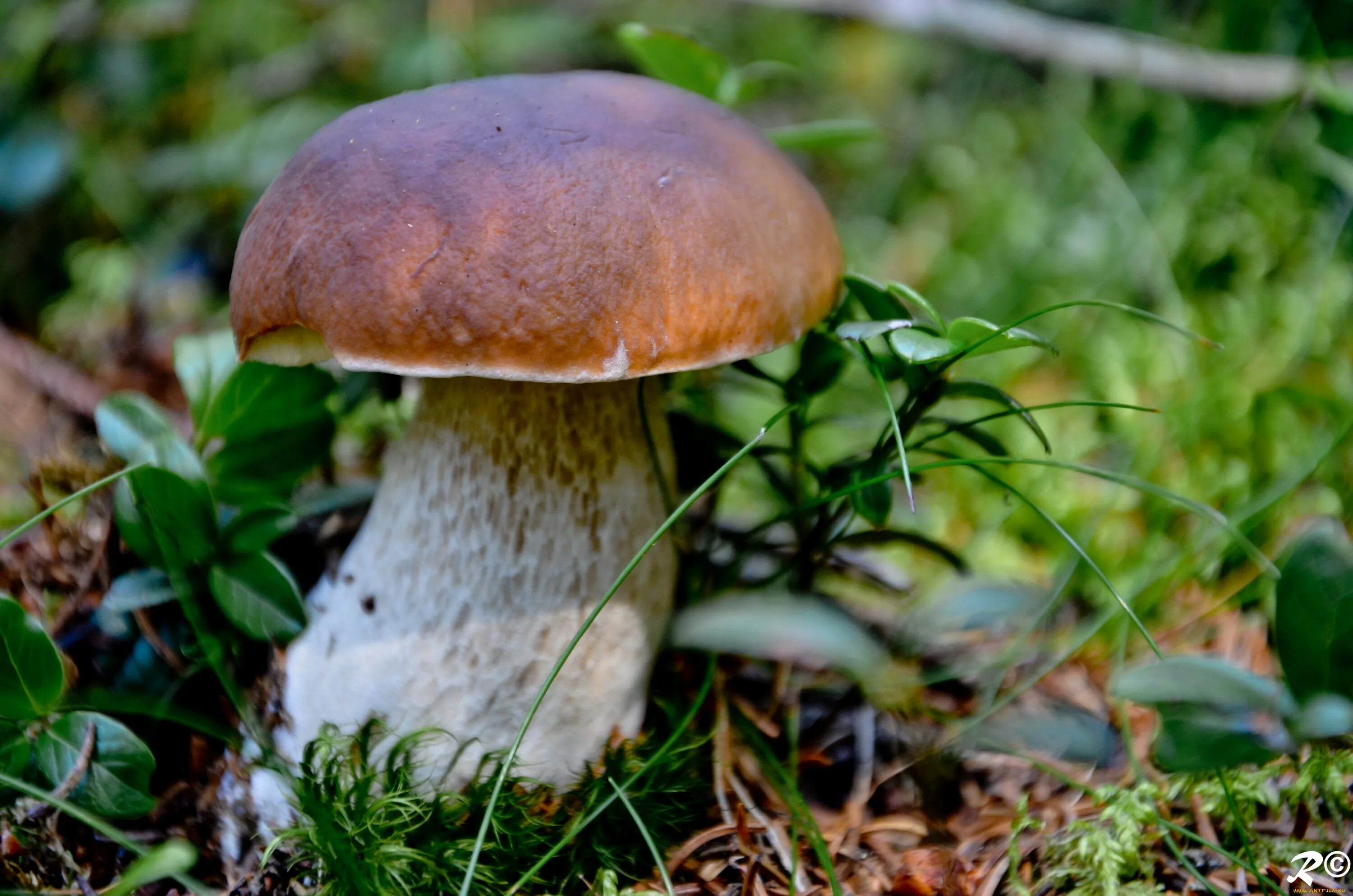 Белый гриб Боровик. Boletus edulis – белый гриб. Болетус Эдулис. Боровик - белый гриб Боровик. Про боровик