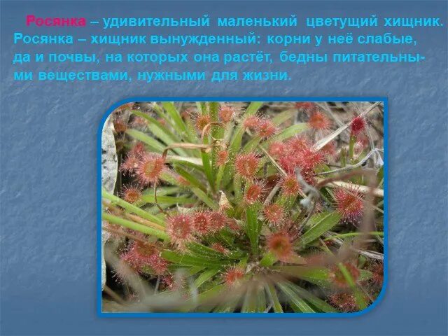 Презентация "Хищные растения"