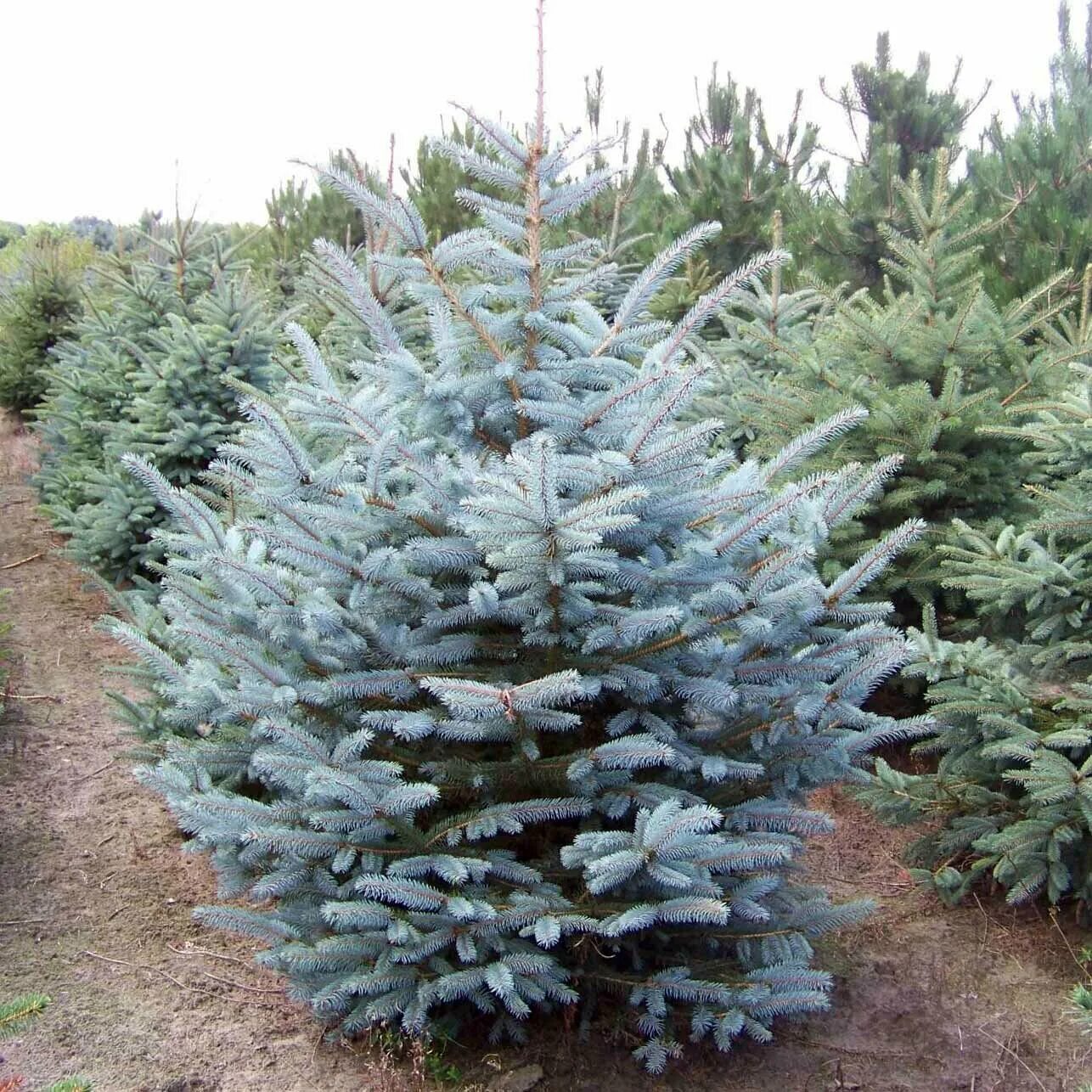 ель колючая kaibab. ель голубая маджестик. ель колючая блю маунтейн. ель колючая маджестик блю. Picea pungens 'монтгомери'.