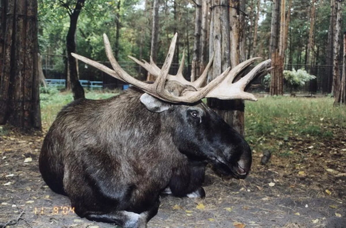 животный мир новосибирской области. какие животные обитают в новосибирской. животные новосибирской области. новосибирский зоопарк харзы. какие животные обитают в новосибирской.