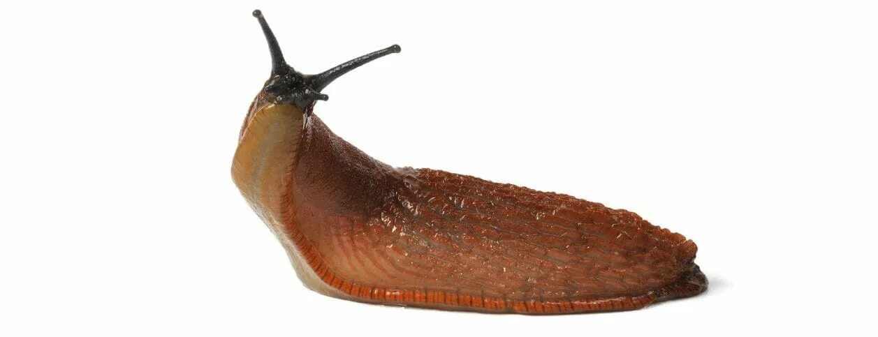 Slug field. Slug baits. slug meaning.