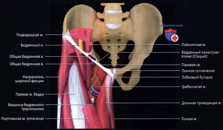 Бедренная кость остеология. Бедренный бугорок. Шейки головки бедренной кости. Анатомия бедренной кости синельников. Бедренная кость проксимальный эпифиз.