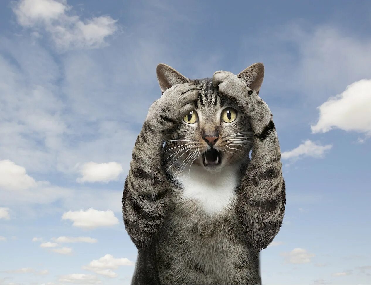 Испуганный кот. Злой котик с надписью. Котоматрица. Смешные высказывания про кошек. К чему снится испуг во сне.