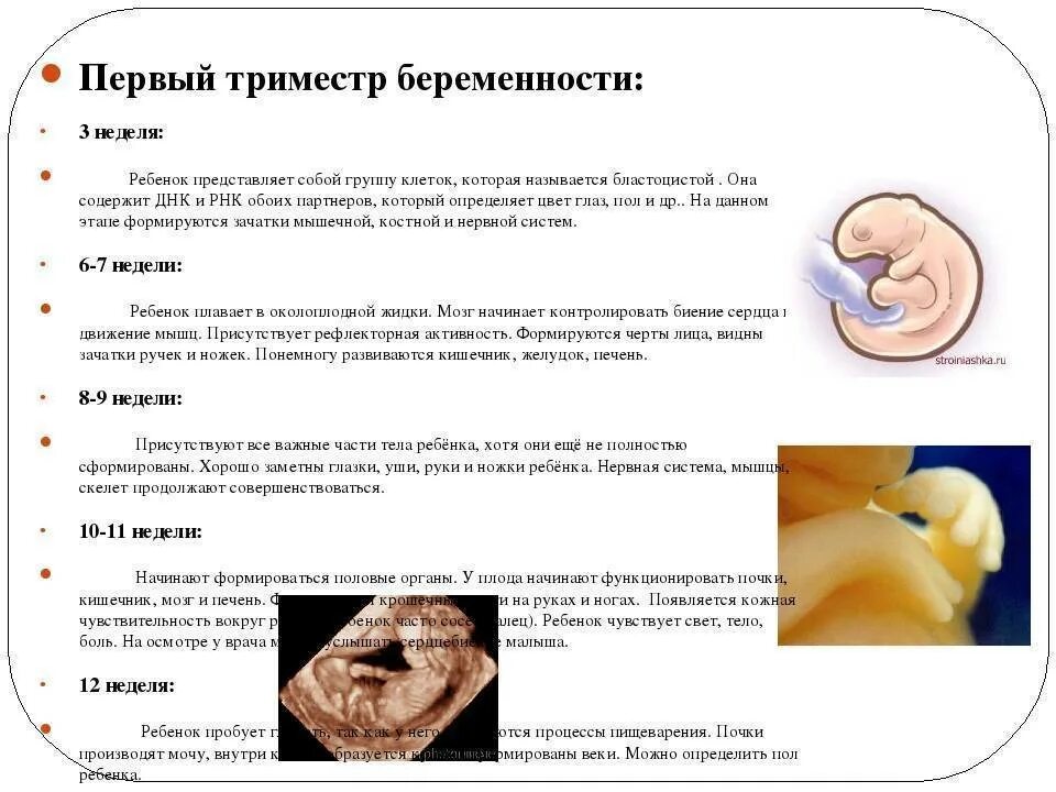 Первый триместр беременности это период. Сроки 1 триместра беременности. 1ый триместр беременности. Триместры при беременности.