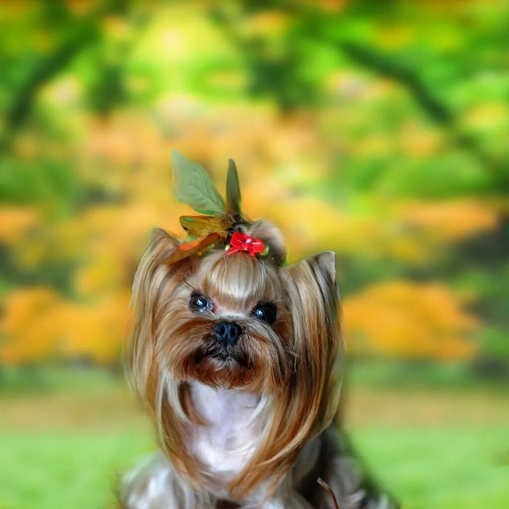 видео мини йорков. йоркширский терьер микра. видео мини йорков. йоркширский терьер стандарт и мини. йорк терьер мини.