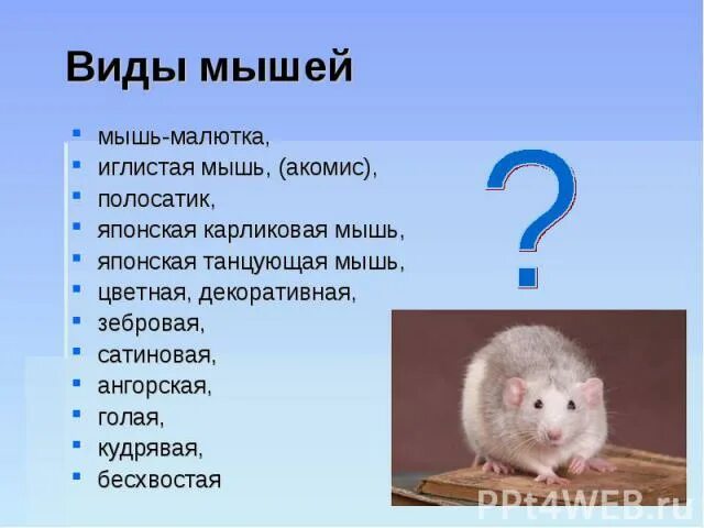 Мышь имя существительное