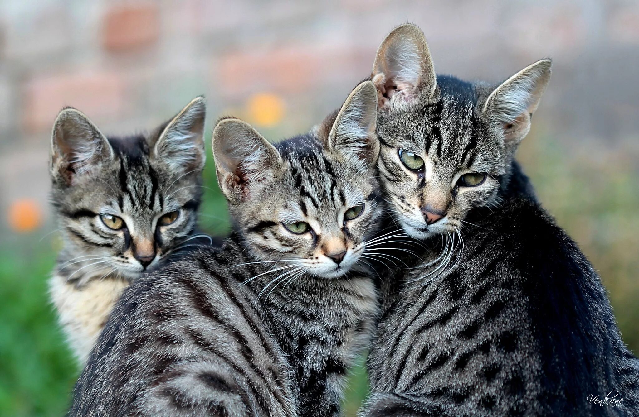 Другая порода кошек. Кошка с котятами. Красивые кошки. Кошки фото. Разные породы кошек.