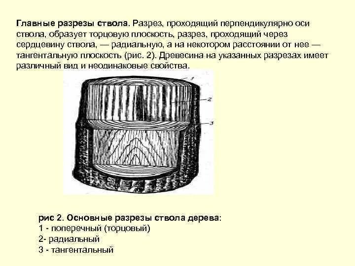 Перпендикулярный разрез. Радиальный разрез древесины проходит вдоль оси ствола. разрез древесины проходящий через сердцевину ствола. разрез проходящий перпендикулярно оси ствола. укажите основные разрезы ствола.