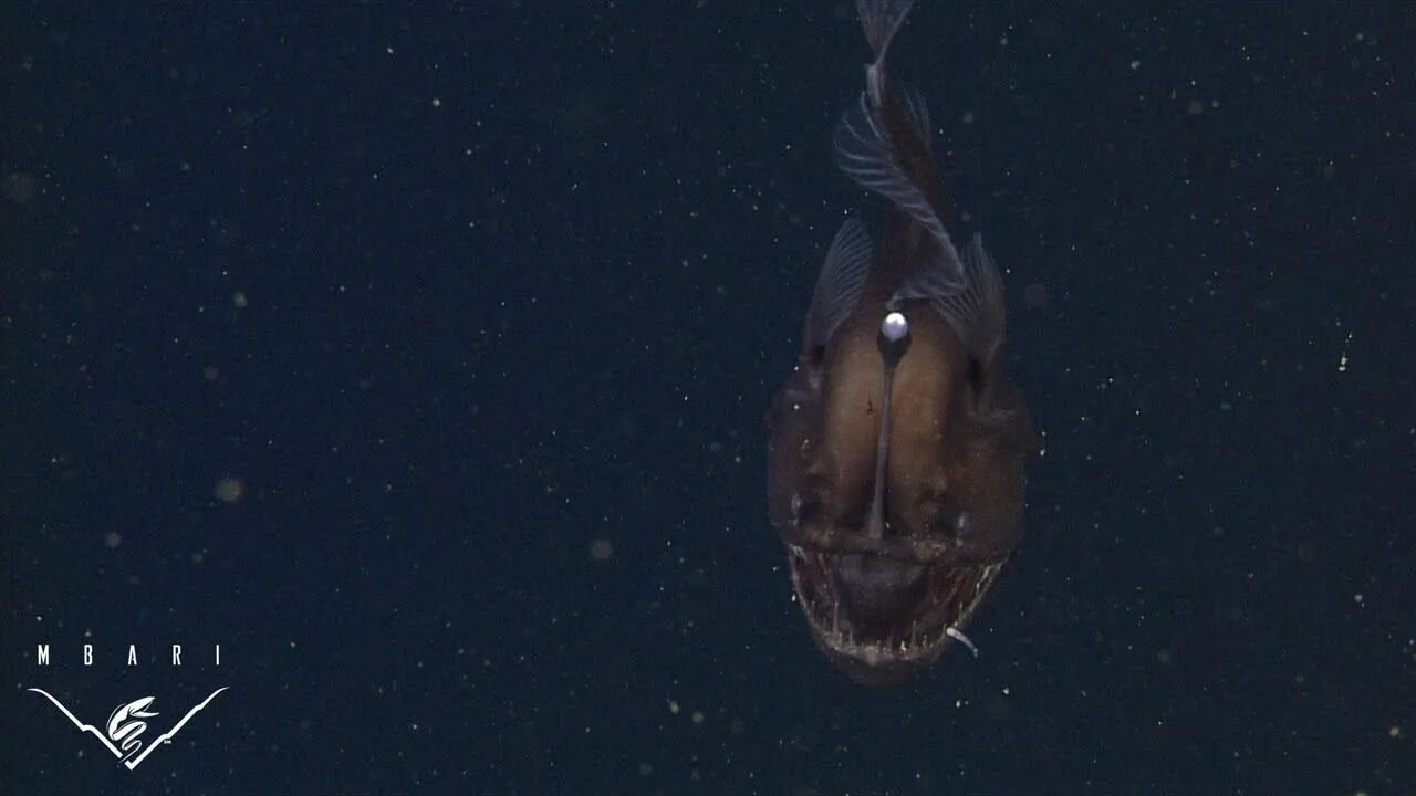 1 the deep sea. Медуза stygiomedusa gigantea. Deep sea 3d. Атлантический идиакант. 1 the deep sea.